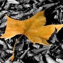 نتیجه تصویری برای آهنگ ماهم جیگر جنگ داریم هم جیگر دعوا امیر قمی