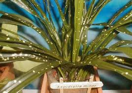 Image result for Kořenokvětka Aspidistra