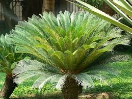 Image result for Cycas