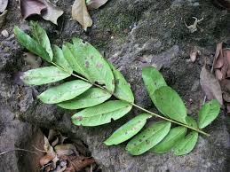 Image result for Brachystegia torrei