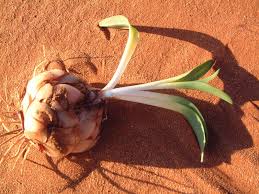 Image result for Drimia elata