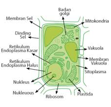 Perbedaan Sel Hewan Dan Tumbuhan Idschool