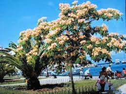 Check spelling or type a new query. Albizia Een Schitterende Exotische Boom Voor Het Nederlandse Klimaat