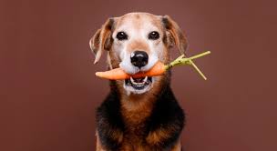 What kind of human food can dogs eat. The Human Foods Dogs Can Eat Plus The Ones They Can T