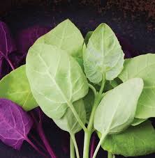 Seminte Loboda Verde 500buc Plant Leaves Plants Leaves