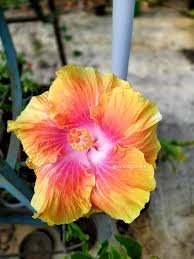 Image result for Ipomoea tuberculata