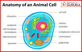 Anatomy Of An Animal Cell Eukaryotic Cell Plasma Membrane Cell Membrane