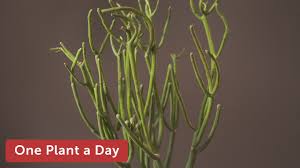 How long can you go without watering a cactus? Euphorbia Tirucalli Pencil Cactus Houseplant Care 118 Of 365 Youtube