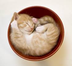 We love funny cat names, so we made an inspired list of over 200 funny cat names for male and female fluffy furballs. 30 Cute Cat Photos Best Photos Of Cats