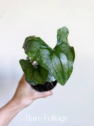 Image result for Stylochaeton