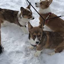 Your puppy will have his or her first vaccinations, be wormed, and have a vet checkup. Pembroke Welsh Corgi Puppies For Sale In Minnesota Bejay S Corgis