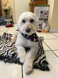 What supplements help with liver enzyme increase in dogs with epilepsy?