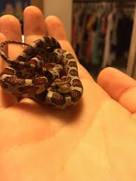 Recently Found Out Baby Snakes Are Called Snakelets So Here S My Snakelet R Eyebleach