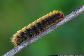 Black And White Striped Caterpillar Virginia 9 Different Types Of Caterpillars Caterpillar Insects Moth
