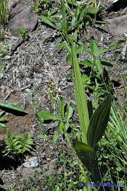 Image result for Eulophia alta