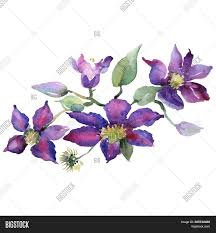 Flower tatoo tattoo designs flower meanings list of flowers with their and pictures flower meanings symbolism of flowers herbore plants. Purple Clematis Image Photo Free Trial Bigstock