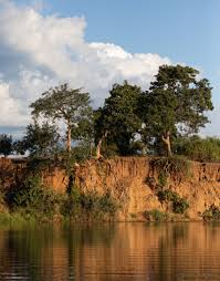 Image result for Triplochiton zambesiacus