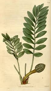 Image result for Zamiaceae
