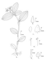 Image result for Commelina benghalensis