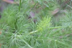 見分けにくい植物 1 フェンネルとディルはそっくり フェンネルとディルの違い 味 香り 見分け方など詳説 ハーブ 薬草 Namiki Herb Garden Journal