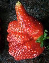 41 Fascinating Photos That Speak For Themselves Weird Fruit Funny Vegetables Funny Fruit