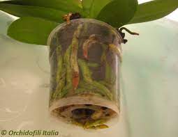 Come curare le orchidee dopo il rinvaso. Bagnatura Orchidee Quando E Come Orchidofili Italia