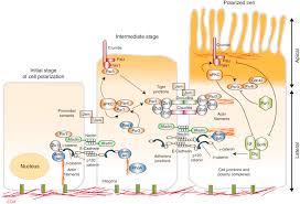 This process occurs when molecules are packed into golgi vesicles or lysosomes by the golgi and the vesicles then move into the. Intercellular Junctions An Overview Sciencedirect Topics
