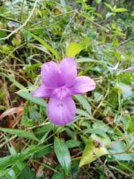 Image result for Barleria albostellata