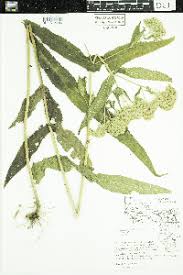 Image result for Limnophyton angolense