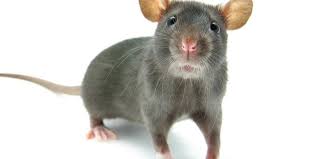 Spetsialiseeritud puhastusteenusedlähedal ettevõttele croton on hudson pest control. Westchester Ny Exterminators Pest Control Ants Bed Bugs Bedbugs Roaches Rats Mice Termites Pest Control Exterminators Westchester Ny Exterminators Pest Control Ants Bed Bugs Bedbugs Roaches Rats Mice Termites Pest Control Exterminators
