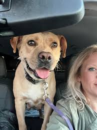 Rosie and I are up before the sun to head to Thomasville for her spay  surgery! Thank you to Almost Home Charities, Inc. for making this possible.  Rosie's life changed, but it's