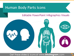 Structure of the male reproductive system. Human Body Parts Organs Infographics Ppt Icons