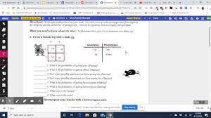 Dihybrid crosses, this will help you complete the questions below. Monohybrid Mice Instructions Youtube