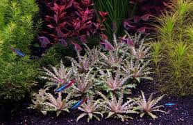 Image result for Pogostemon rogersii
