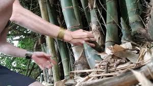 Image result for Bambusa balcooa