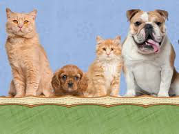Wouldn't it be nice to work with a vet who shares that level of. Academy Pet Hospital 200 Owen Drive Fayetteville Reviews And Appointments Topvet