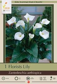 Image result for Zantedeschia aethiopica