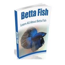 How To Take Care Of A Betta Fish In A Bowl Betta Fish Betta Business Downloads