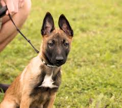 We did not find results for: I Was Thinking About Getting A German Shepherd And A Belgian Malinois Would They Get Along If I Got Them As Puppies Quora