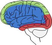 Ischemisk Stroke Symptom Neurologi