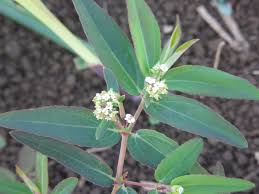 Image result for Euphorbia hypericifolia