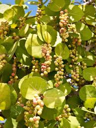 Image result for Coccoloba uvifera