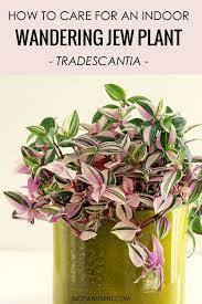 Wandering jews can thrive indoors as much as out. Indoor Tradescantia Learn How To Care For An Wandering Jew Plant