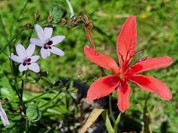 Image result for Freesia grandiflora