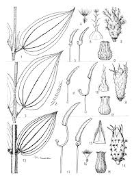 Image result for Dissotis multiflora