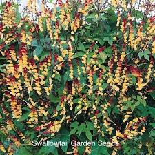 Firecracker Vine Seeds Spanish Flag Flowering Vine Seeds Flowering Vines Garden Vines Plants
