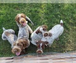 Wirehaired pointing griffon puppies for sale 2020 montana. Puppyfinder Com Wirehaired Pointing Griffon Puppies Puppies For Sale Near Me In Montana Usa Page 1 Displays 10