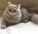 Scottish Fold Longhair Kittens