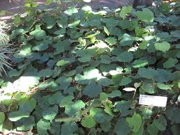 Image result for Rhoicissus tomentosa
