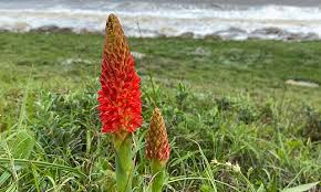 Image result for Disa equestris